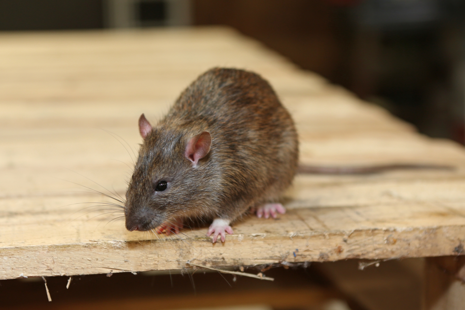 Rat Infestation, Pest Control in Petts Wood, St Mary Cray, BR5. Call Now 020 8166 9746