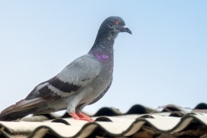 Pigeon Pest, Pest Control in Petts Wood, St Mary Cray, BR5. Call Now 020 8166 9746