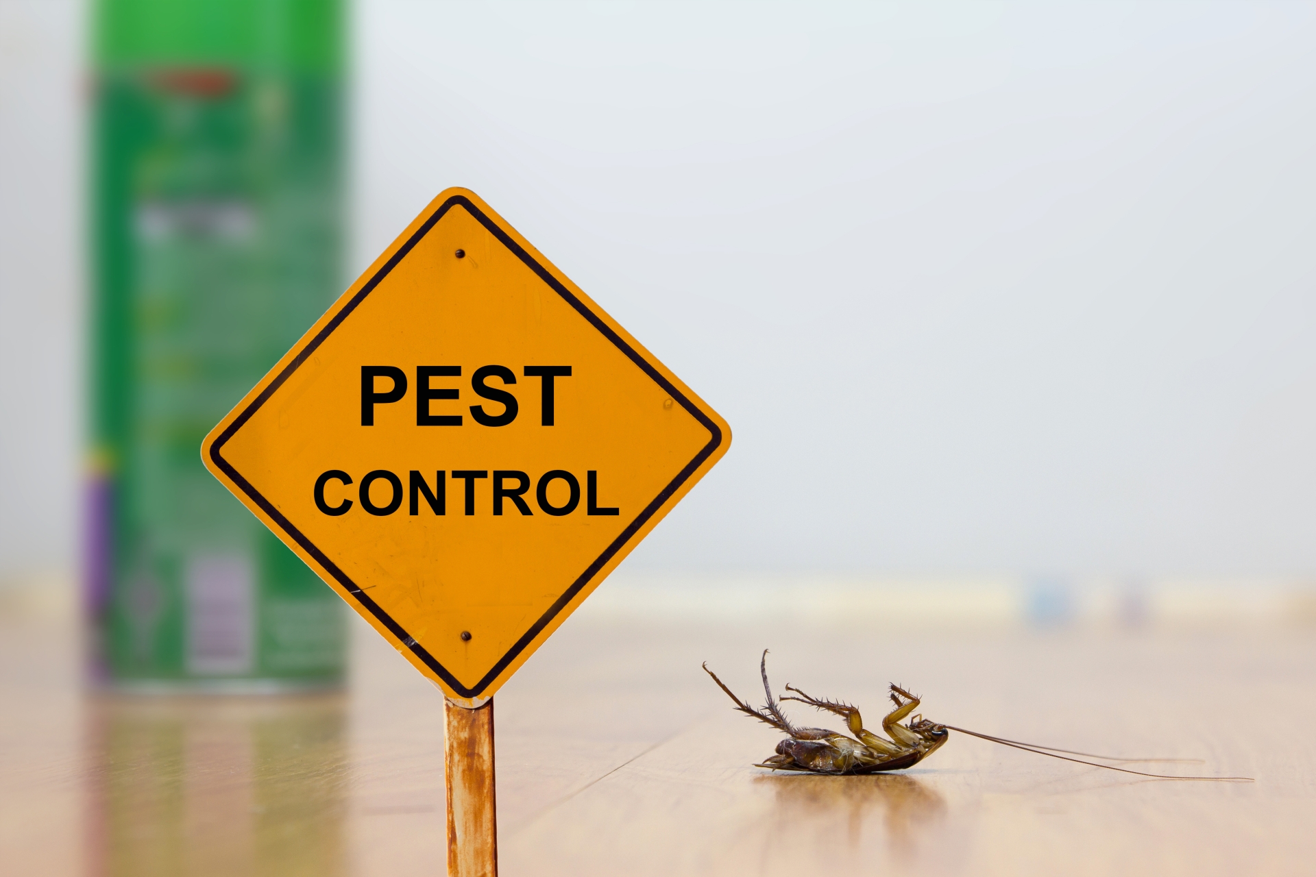 24 Hour Pest Control, Pest Control in Petts Wood, St Mary Cray, BR5. Call Now 020 8166 9746