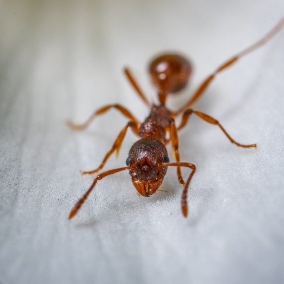 Field Ants, Pest Control in Petts Wood, St Mary Cray, BR5. Call Now! 020 8166 9746