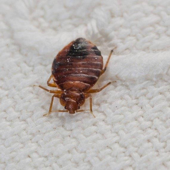 Bed Bugs, Pest Control in Petts Wood, St Mary Cray, BR5. Call Now! 020 8166 9746