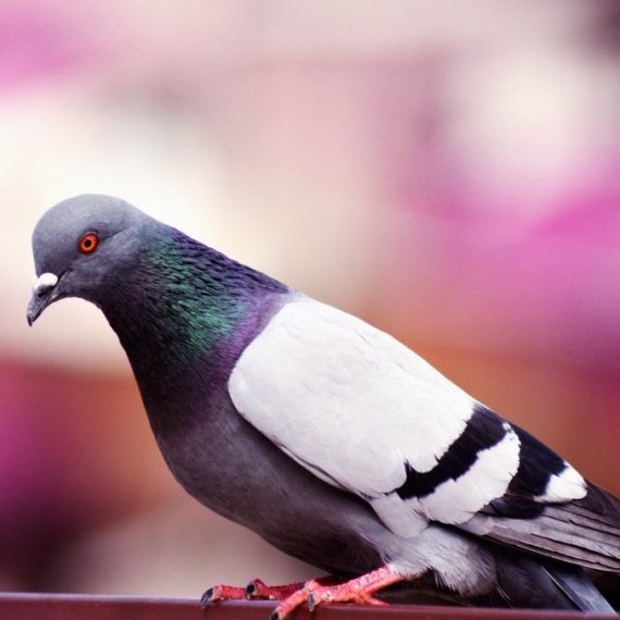 Birds, Pest Control in Petts Wood, St Mary Cray, BR5. Call Now! 020 8166 9746