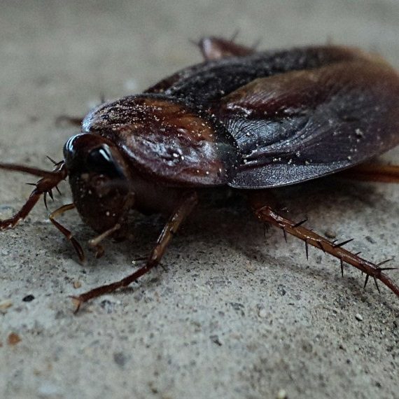 Cockroaches, Pest Control in Petts Wood, St Mary Cray, BR5. Call Now! 020 8166 9746