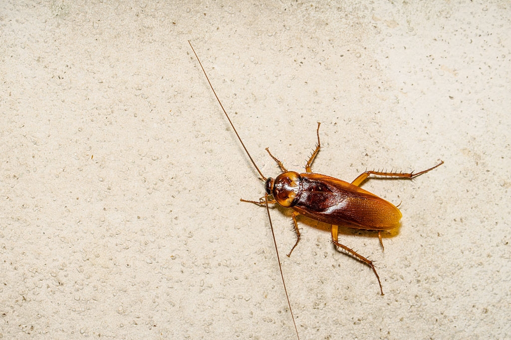 Cockroach Control, Pest Control in Petts Wood, St Mary Cray, BR5. Call Now 020 8166 9746
