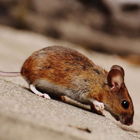 Mice, Pest Control in Petts Wood, St Mary Cray, BR5. Call Now! 020 8166 9746