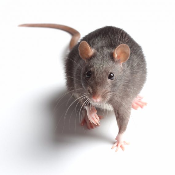 Rats, Pest Control in Petts Wood, St Mary Cray, BR5. Call Now! 020 8166 9746