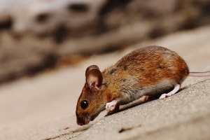 Mouse extermination, Pest Control in Petts Wood, St Mary Cray, BR5. Call Now 020 8166 9746