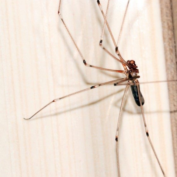 Spiders, Pest Control in Petts Wood, St Mary Cray, BR5. Call Now! 020 8166 9746