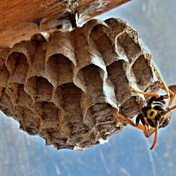 Wasps Nest, Pest Control in Petts Wood, St Mary Cray, BR5. Call Now! 020 8166 9746